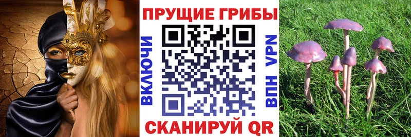 Галлюциногенные грибы Cubensis  что такое наркотик  это как зайти  Называевск 
